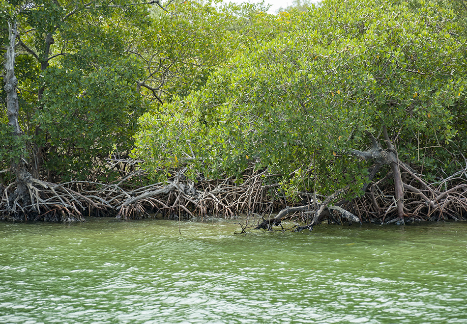 mangroves