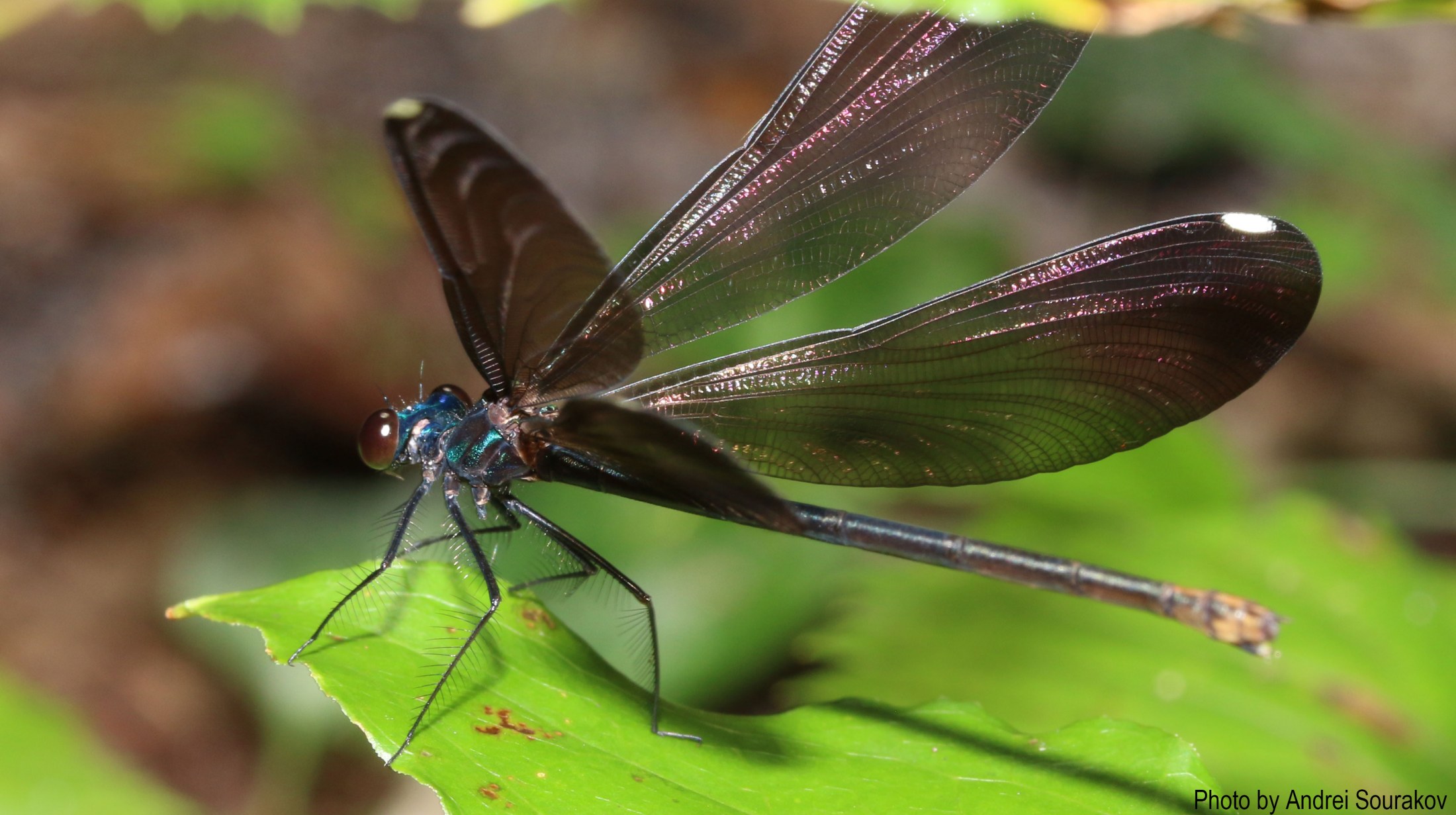 damselfly on leaf