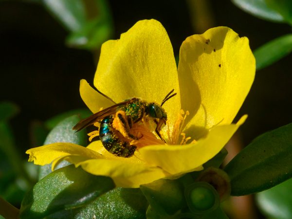 shiny green bee covered in pollen in a bright flower