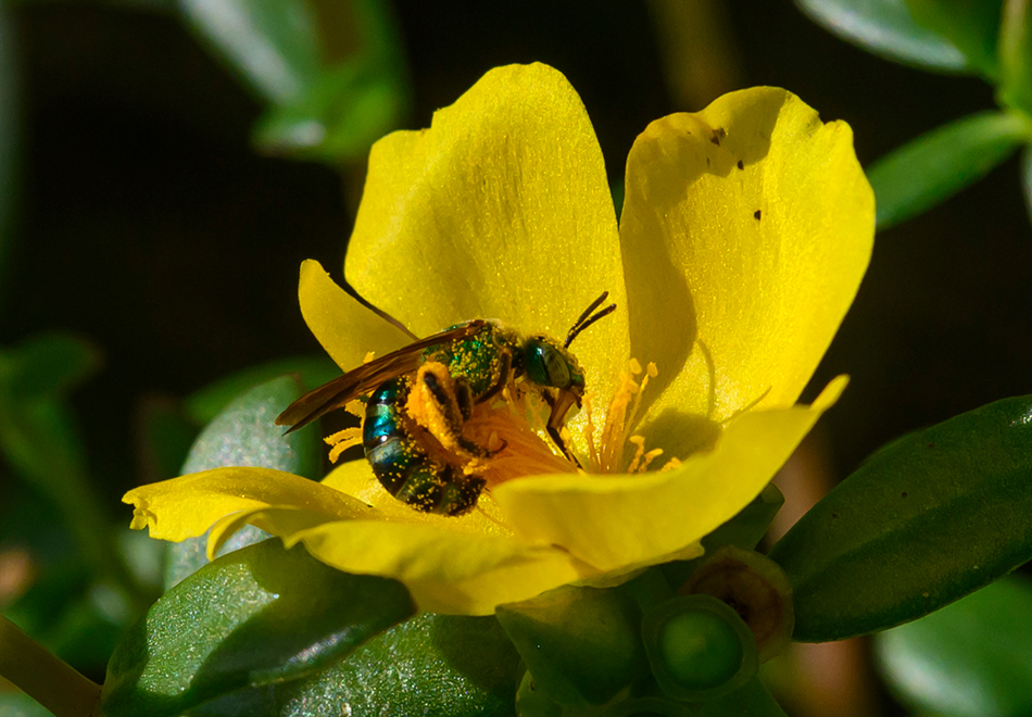 shiny green bee covered in pollen in a bright flower
