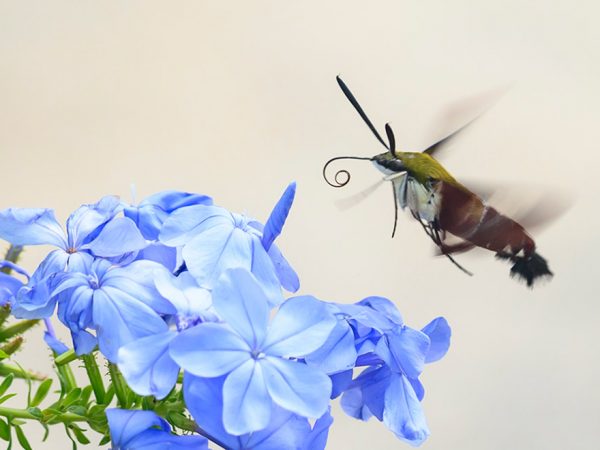 large moth feeding on a frond of bright flowers