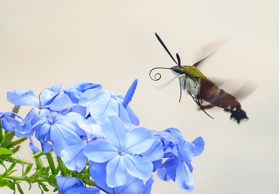 large moth feeding on a frond of bright flowers