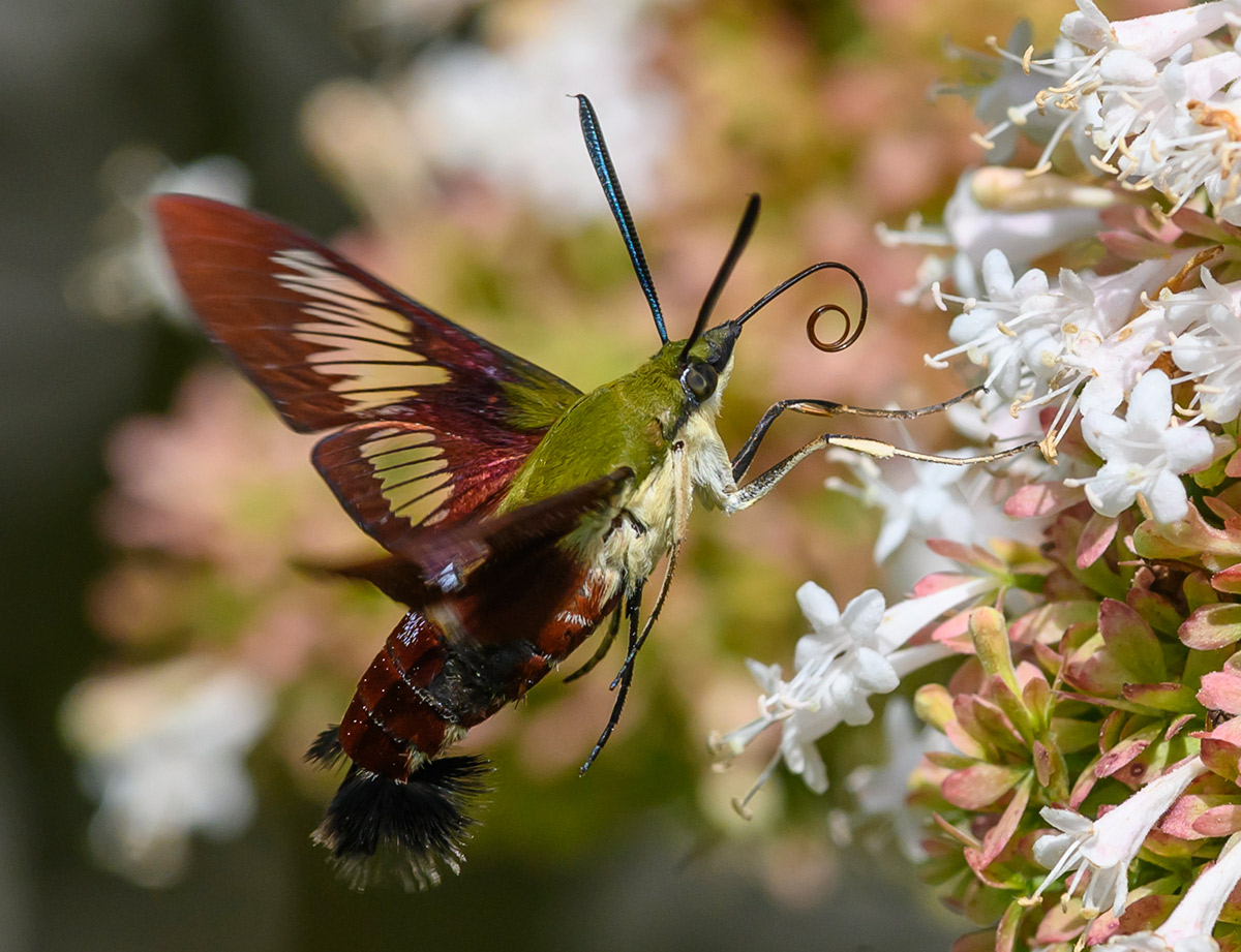 large hovering moth feeding on a tuft of small white flowers