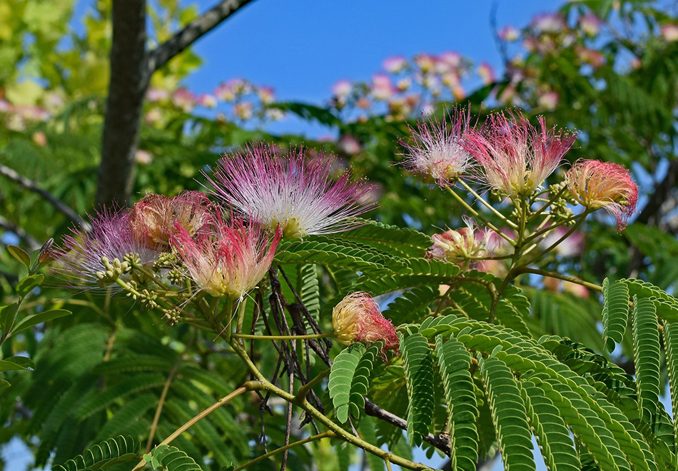 tufts of small fuzzy pink flowers on a leafy background