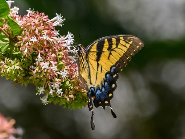 large butterfly with long wings resting on a frond of tiny flowers