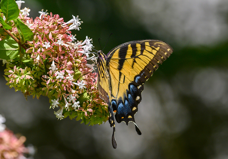 large butterfly with long wings resting on a frond of tiny flowers