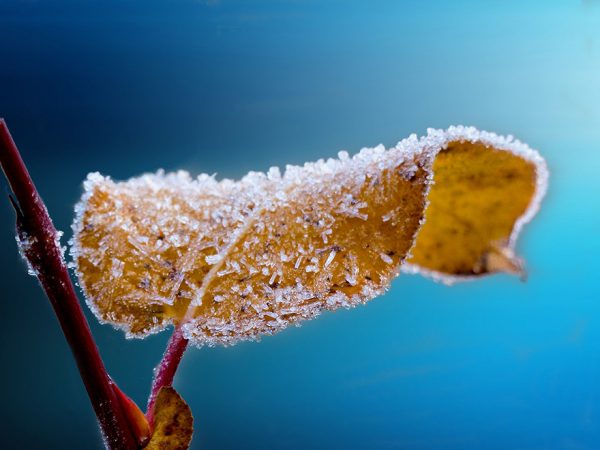 curled brown leaf with frosty ice shards on it