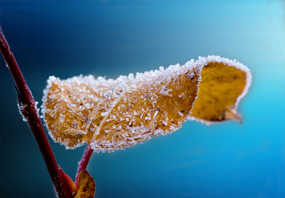 curled brown leaf with frosty ice shards on it