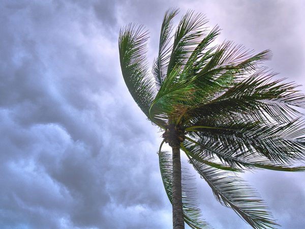 palm tree blowing in the wind against storm clouds