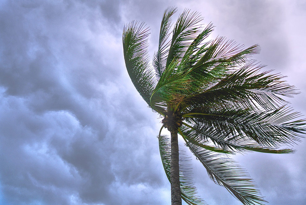 palm tree blowing in the wind against storm clouds