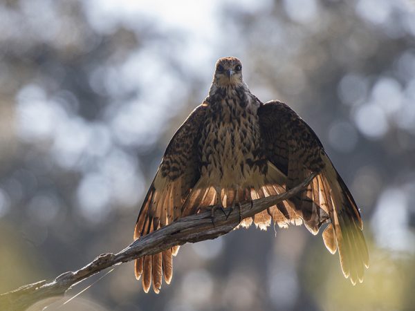 bird on branch