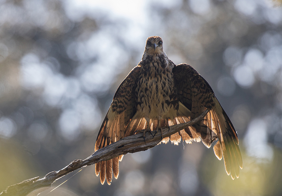 bird on branch
