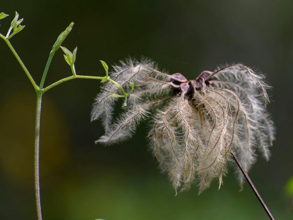 a newly growing plant top next to a dry seed head fluff