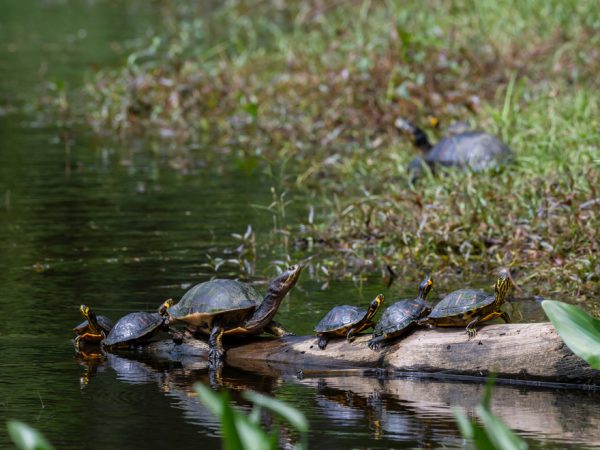 turtles on a log