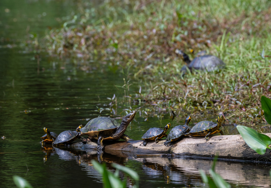 turtles on a log