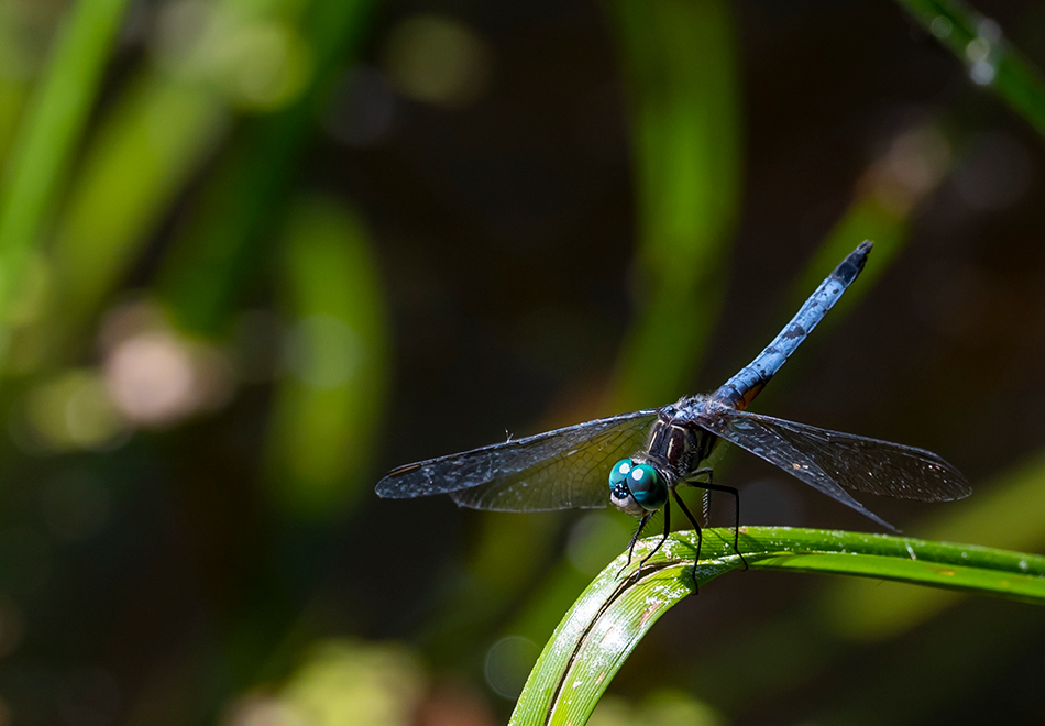 blue dragonfly resting on a blade of grass against a swampy background