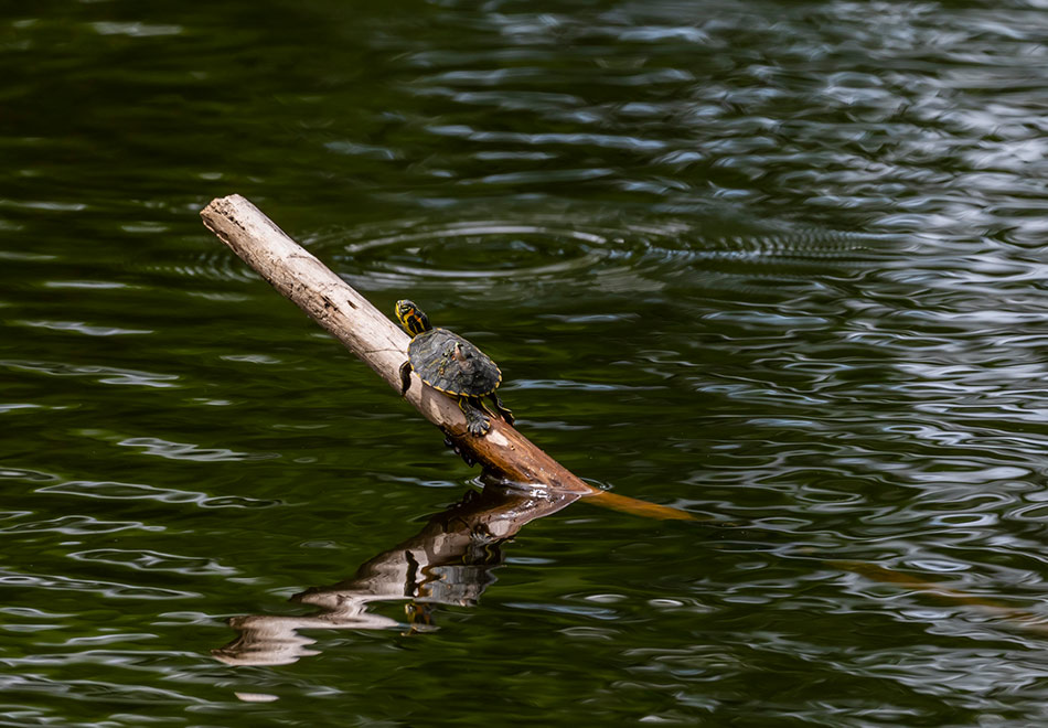 a small turtle sits on a branch poking out of a body of water