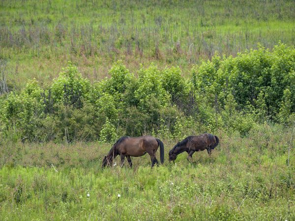 horses at paynes prairie