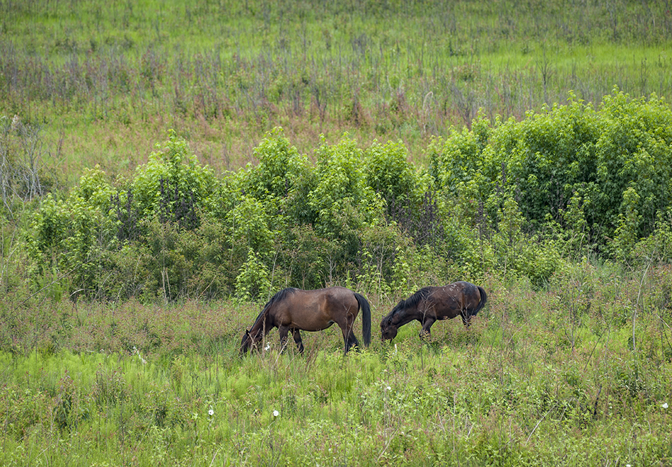 horses at paynes prairie