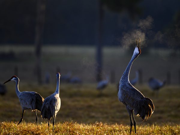 sandhill cranes