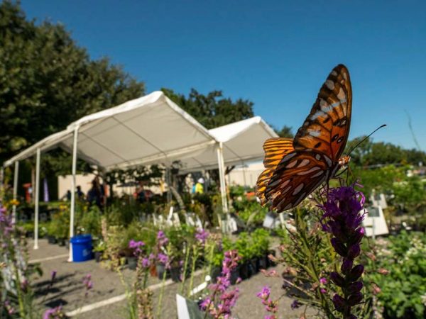 a butterfly at rest on a flower in front of a parking area with a plant sale and tents