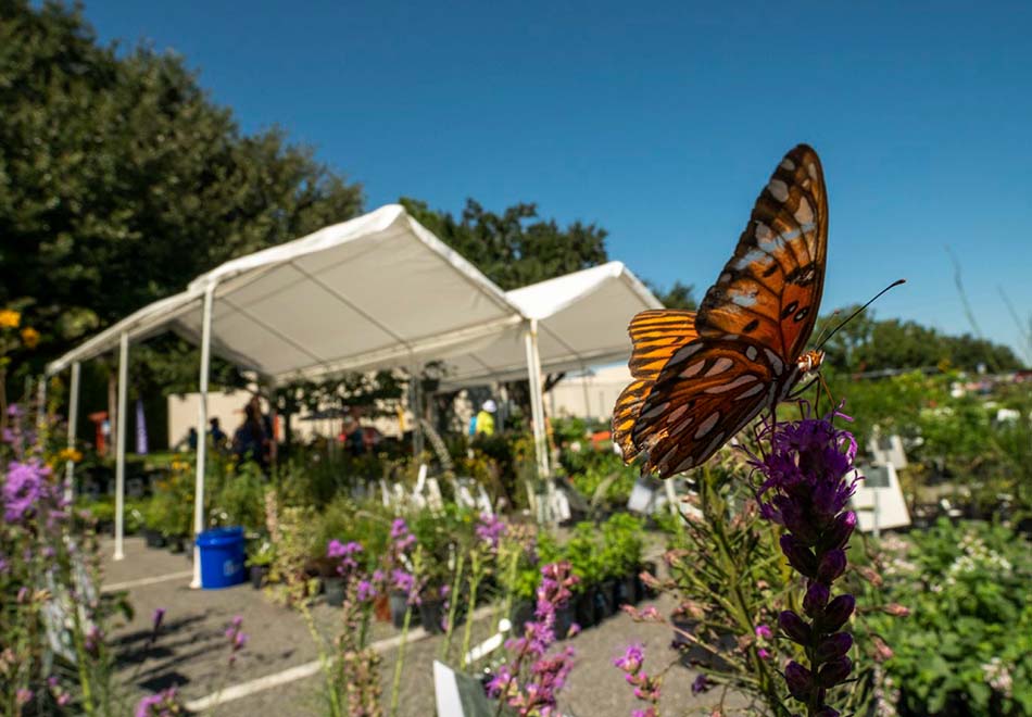a butterfly at rest on a flower in front of a parking area with a plant sale and tents