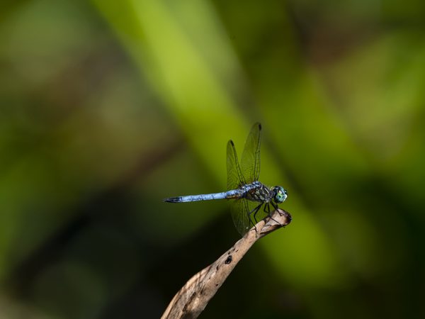dragonfly on stick