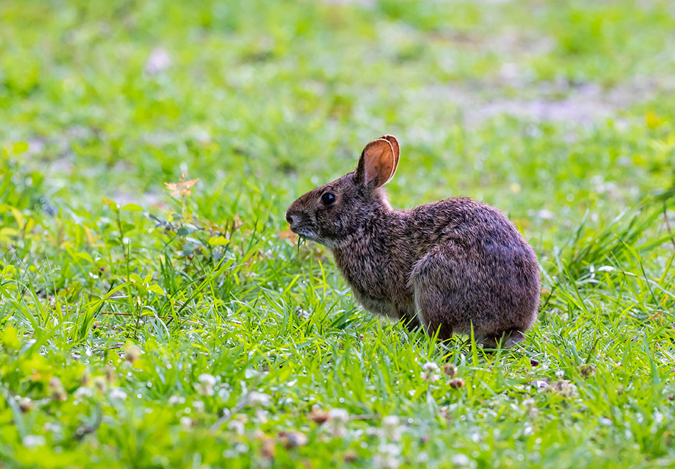 small rabbit paused in a green meadow