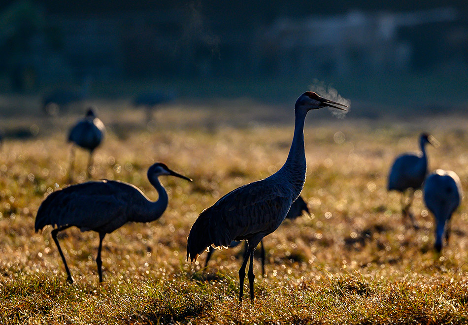 sandhill cranes in a winter grass meadow with clouds of frozen breath