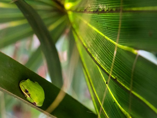 tiny green frog hiding in a big palm leaf