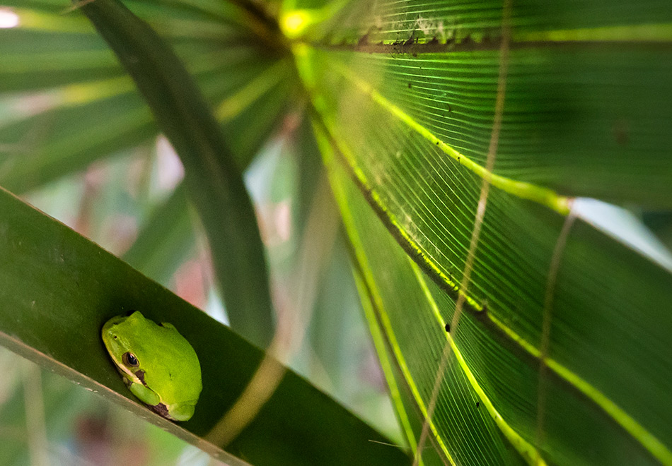 tiny green frog hiding in a big palm leaf
