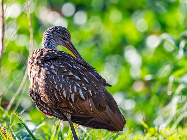 large brown bird with white spots against a vibrant leafy background