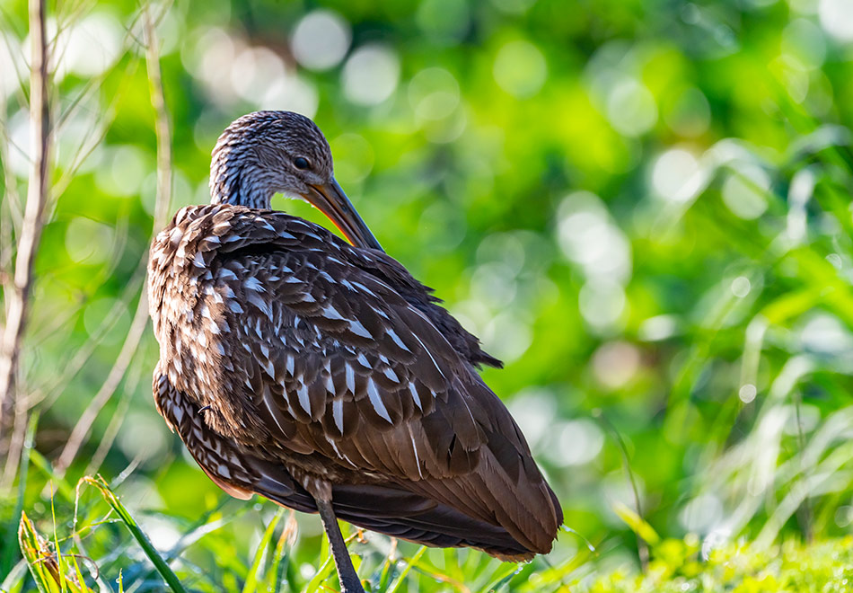 large brown bird with white spots against a vibrant leafy background