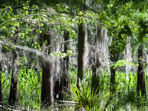 landscape view of tree trunks and palm fans