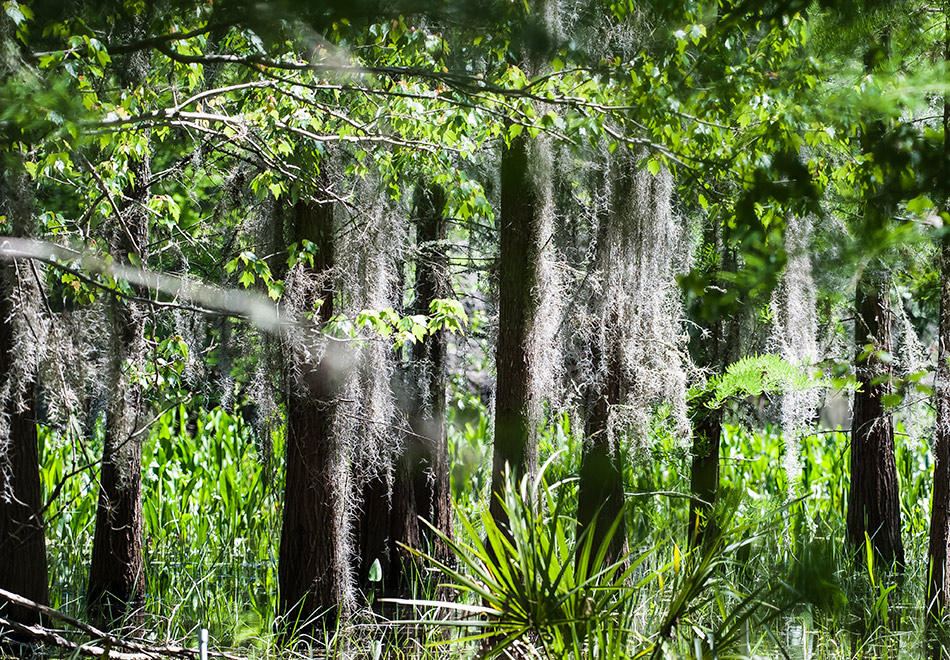 landscape view of tree trunks and palm fans