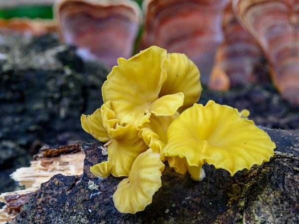 cluster of bright yellow irregular mushrooms against dark bark texture