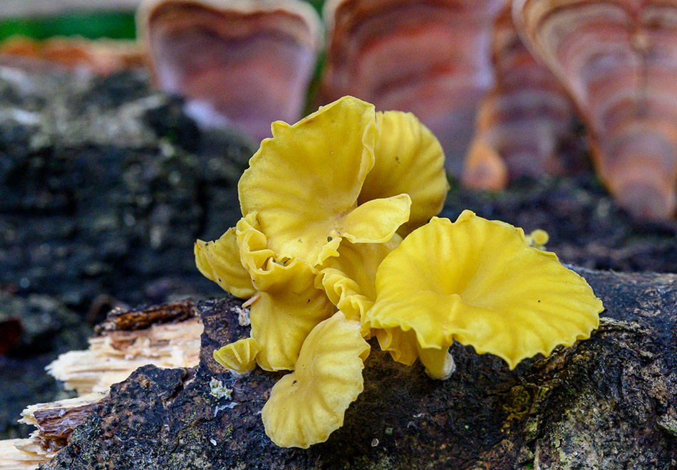 cluster of bright yellow irregular mushrooms against dark bark texture