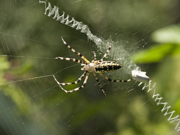 spider in the middle of web