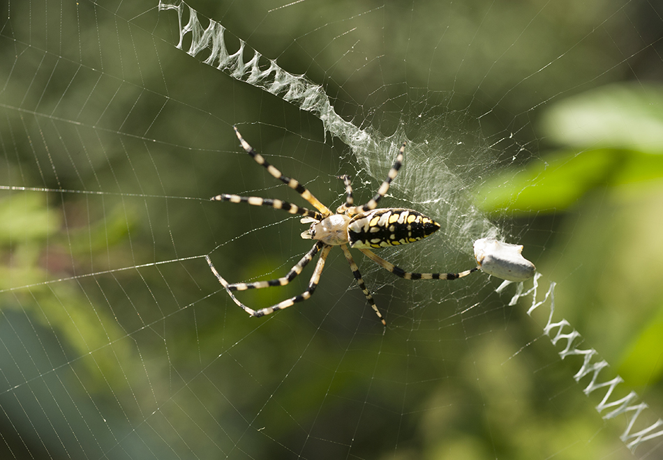 spider in the middle of web