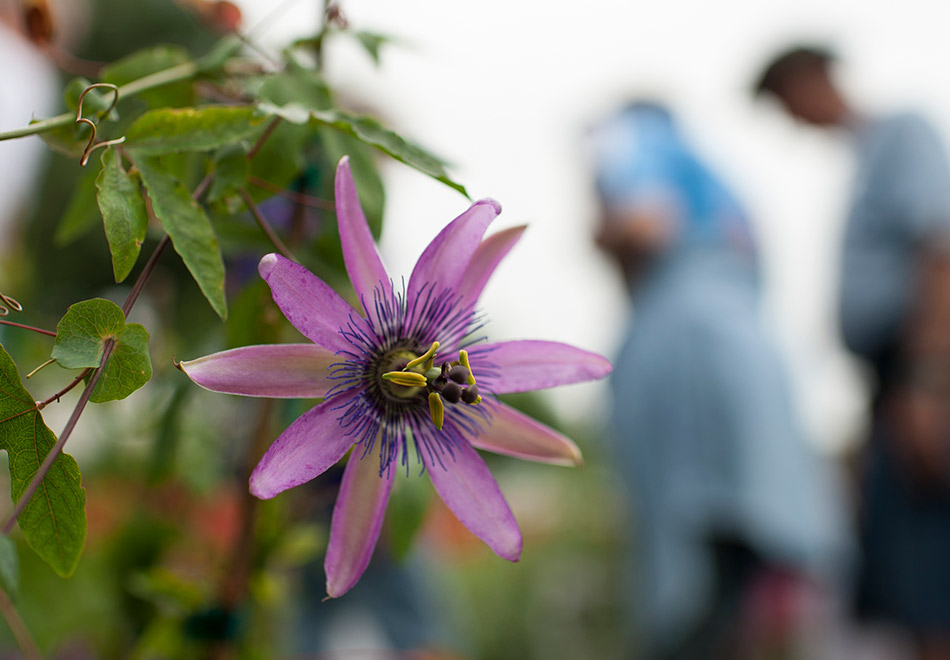 Pop-up Plant Sale: Kanapaha Fall Plant Sale & Orchid Show