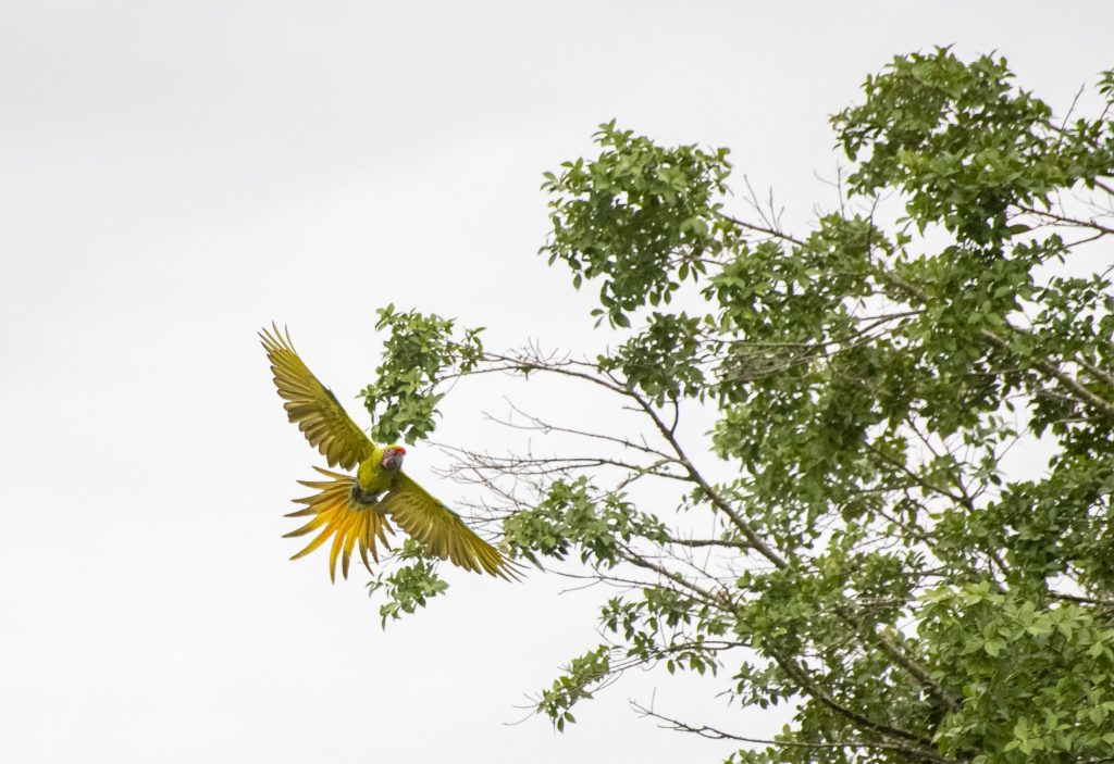 flying bird in front of tree