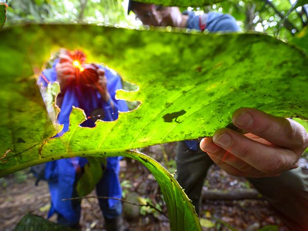 person taking photo of a frog on a leaf