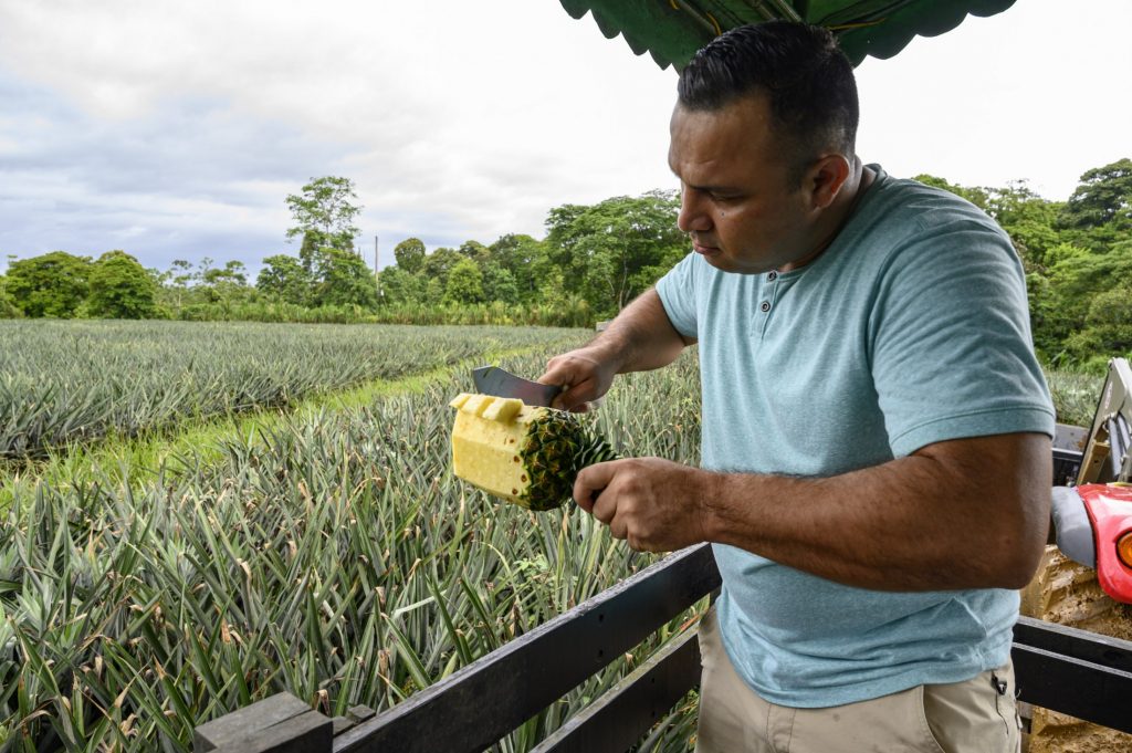 person cutting pineapple in front of a field