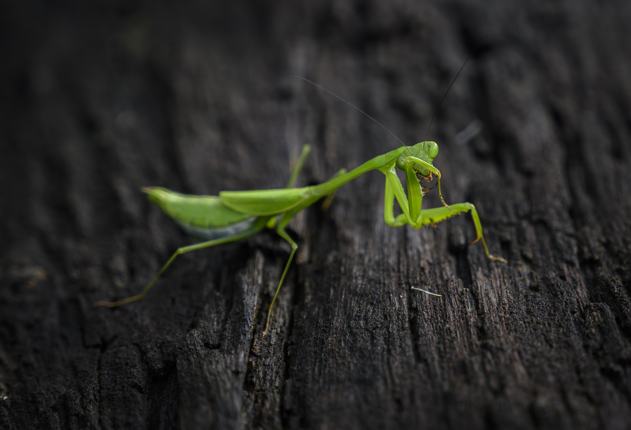 praying mantis