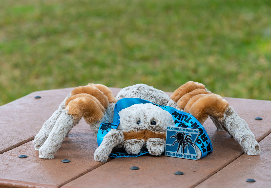 stuffed toy brown and grey spider on a table with a blue medal around it