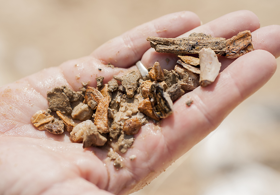 Museum in the Parks: Archaeology at Paynes Prairie