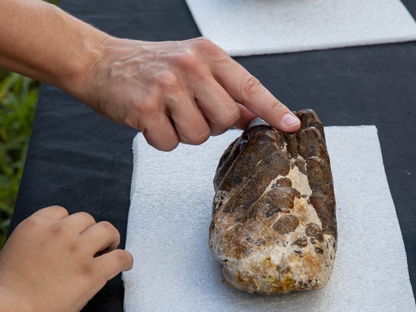 person touching fossil