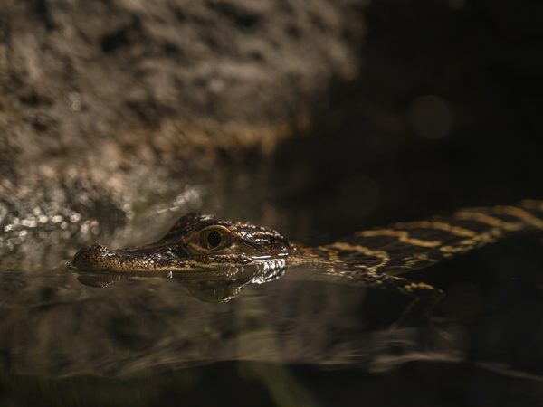 baby alligator in water