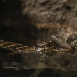 baby alligator in water