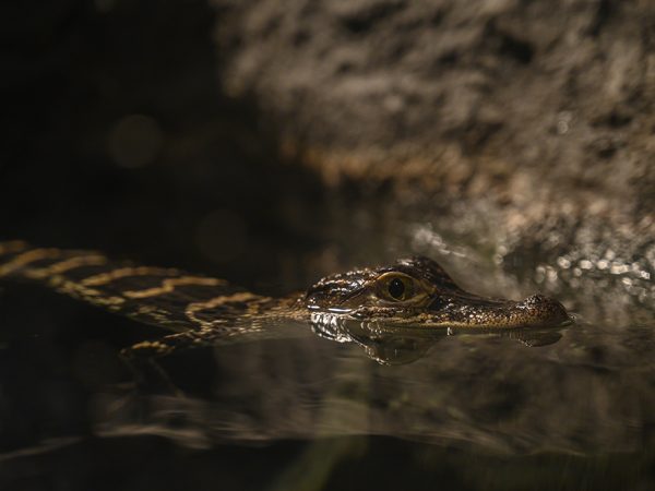 baby alligator in water
